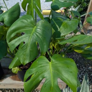 Monstera Deliciosa Swiss Cheese Plant
