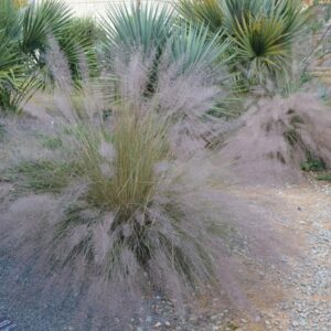 Muhlenbergia 'Pink Flamengo' Pink Muhly Grass