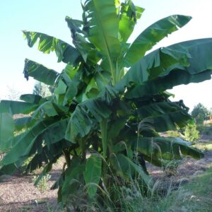 Musa Basjoo Banana