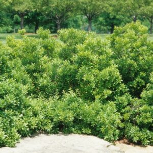 Myrica Cerifera Waxmyrtle
