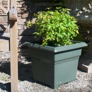 Nandina Domestica 'Firepower' Heavenly Bamboo