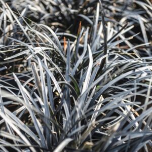 Ophiopogon Planiscapus 'Nigrescens' Black Mondo Grass