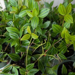 Peperomia Angulate Funky Frog
