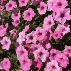 Petunia Supertunia Vista® ''Bubblegum®''