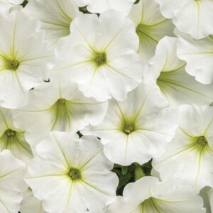 Petunia Supertunia Vista® 'Snowdrift™'