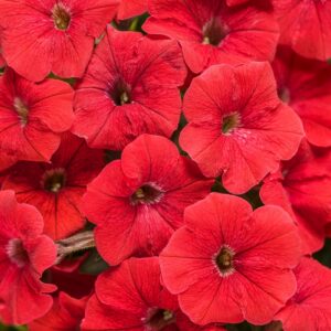 Petunia Supertunia® 'Really Red'