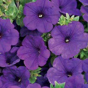 Petunia Supertunia® ''Royal Velvet®''