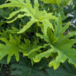 Philodendron Bipinnatifidum Lickety Split