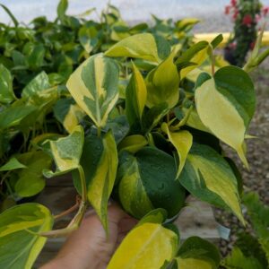Philodendron Hederaceum Brasil Philodendron