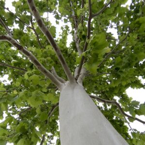 Platanus Occidentalis 'Silverwood™' Sycamore