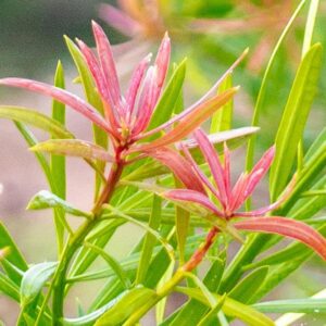 Podocarpus Macrophyllus 'Mood Ring™' Chinese Shrub Yew