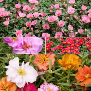 Portulaca 'Multiple Varieties'