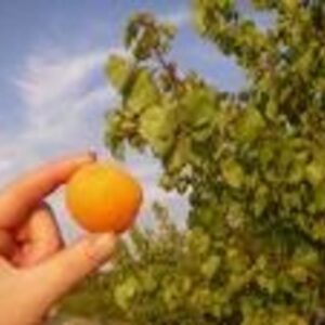 Prunus Armeniaca Moorpark Apricot