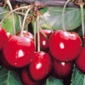 Prunus Avium Sweetheart cherry