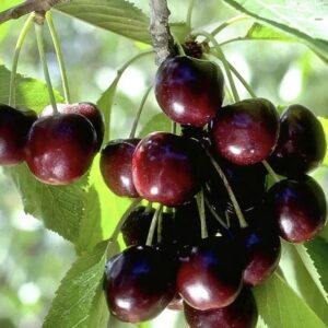 Prunus Avium 'Cherry' Black Tartarian