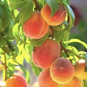Prunus Persica 'Peach' Belle of Georgia