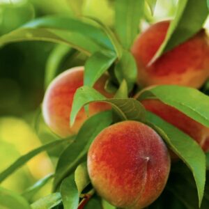 Prunus Persica 'Peach' Elberta