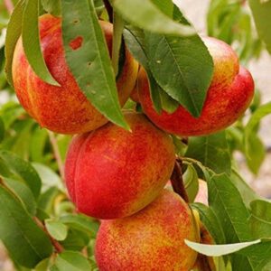 Prunus Persica var. nucipersica 'Sunhome' Nectarine