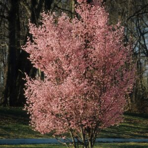 Prunus X Incamp 'Okame' Okame Cherry