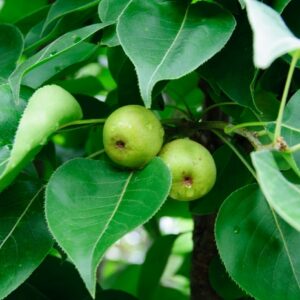 Pyrus 'Communis Bartlett' Pear