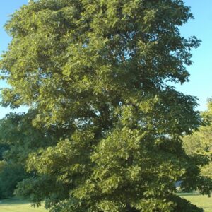 Quercus Alba White Oak