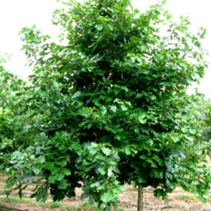 Quercus Bicolor Swamp White Oak
