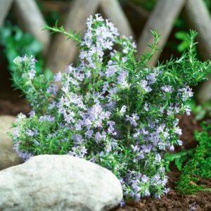 Rosmarinus Officinalis ''Tuscan Blue'' Rosemary