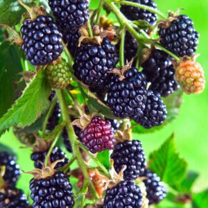 Rubus 'Arapaho' Blackberry