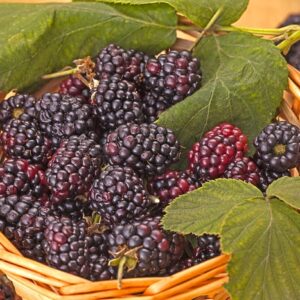 Rubus 'Triple Crown' Blackberry