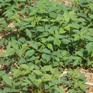 Rubus Idaeus var. strigosus 'Heritage' Raspberry