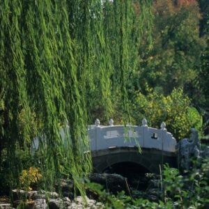 Salix Babylonica Weeping Willow