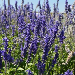 Salvia Farinacea (Mealycup Sage) Sallyfun™ 'Blue'