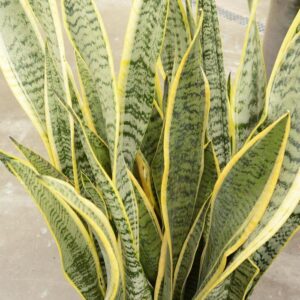 Sansevieria Laurentii Snake Plant