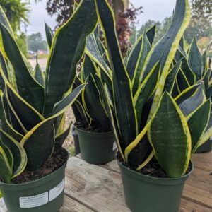 Sansevieria Trifasciata 'Black Gold' Snake Plant