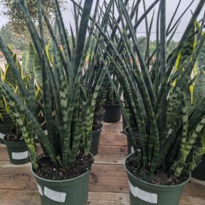 Sansevieria Trifasciata 'Fernwood' Snake Plant