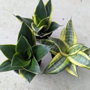 Sansevieria Trifasciata 'Hahnii' Snake Plant