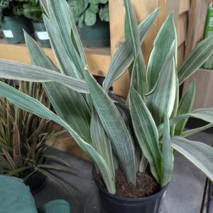 Sansevieria Trifasciata 'Sayuri' Snake Plant