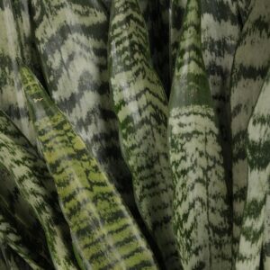 Sansevieria Trifasciata 'Zeylanica' Snake Plant