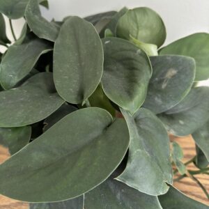 Scindapsus 'Jade Satin' Green Pothos