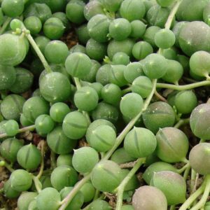 Senecio Rowleyanus String of Pearls
