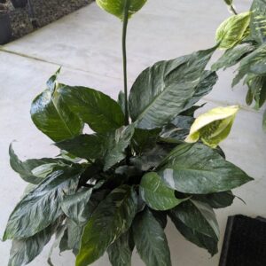 Spathiphyllum Wallisii 'Domino' Peace Lily