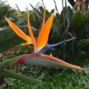 Strelitzia Reginae Bird of Paradise