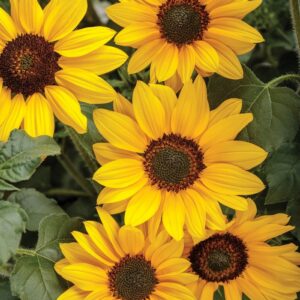 Helianthus (Sunflower) Suncredible® 'Yellow'