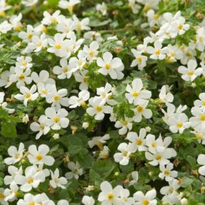 Sutera 'Bridal Showers™' Bacopa