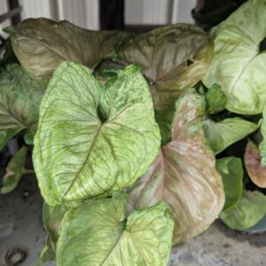 Syngonium Mango Allusion