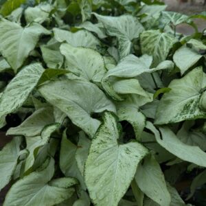 Syngonium Podophyllum Holly Arrowhead Plant