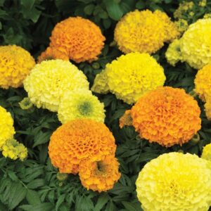 Tagetes Erecta (Marigold) Antigua™ 'Mix'