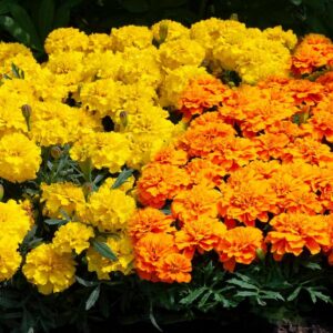 Tagetes Patula nana (French Marigold) Happy™ Mix