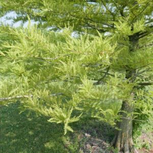 Taxodium Distichum Bald Cypress