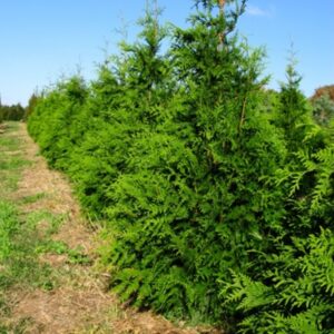 Thuja 'Green Giant' Giant Arborvitae